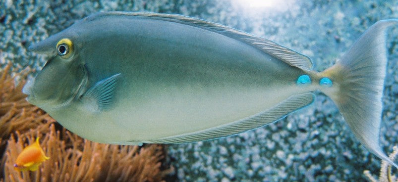 Unicorn Juvenile Tang