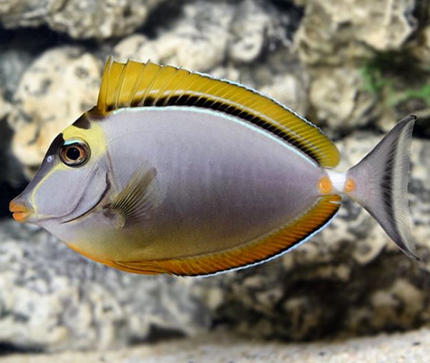 Blonde Naso Tang