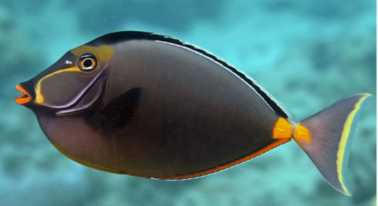 Naso Tang