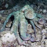 Caribbean Octopus Cephalopods