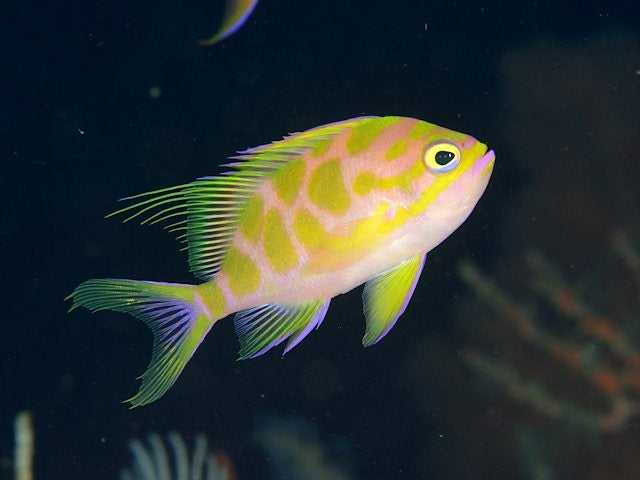 Checked Swallowtail Borbonius Anthias