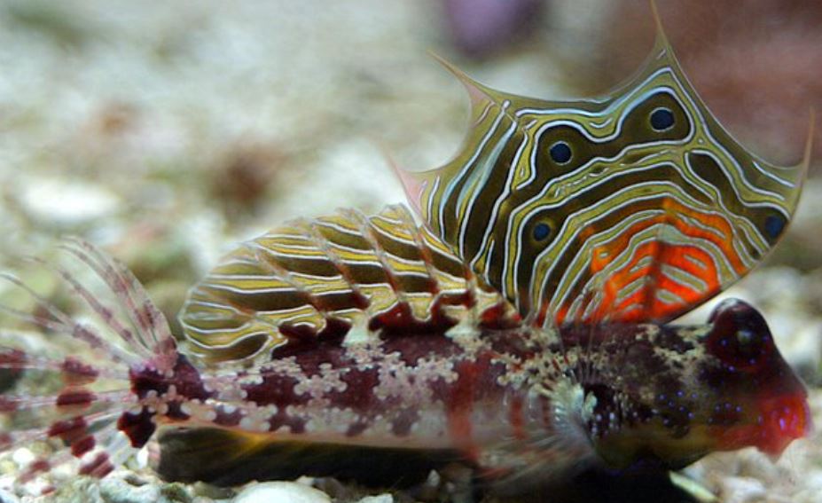 Live 6/4/26 Ocellated Scooter Dragonet