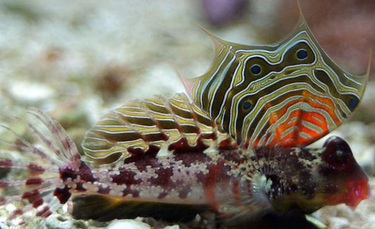 Ocellated Scooter Dragonet