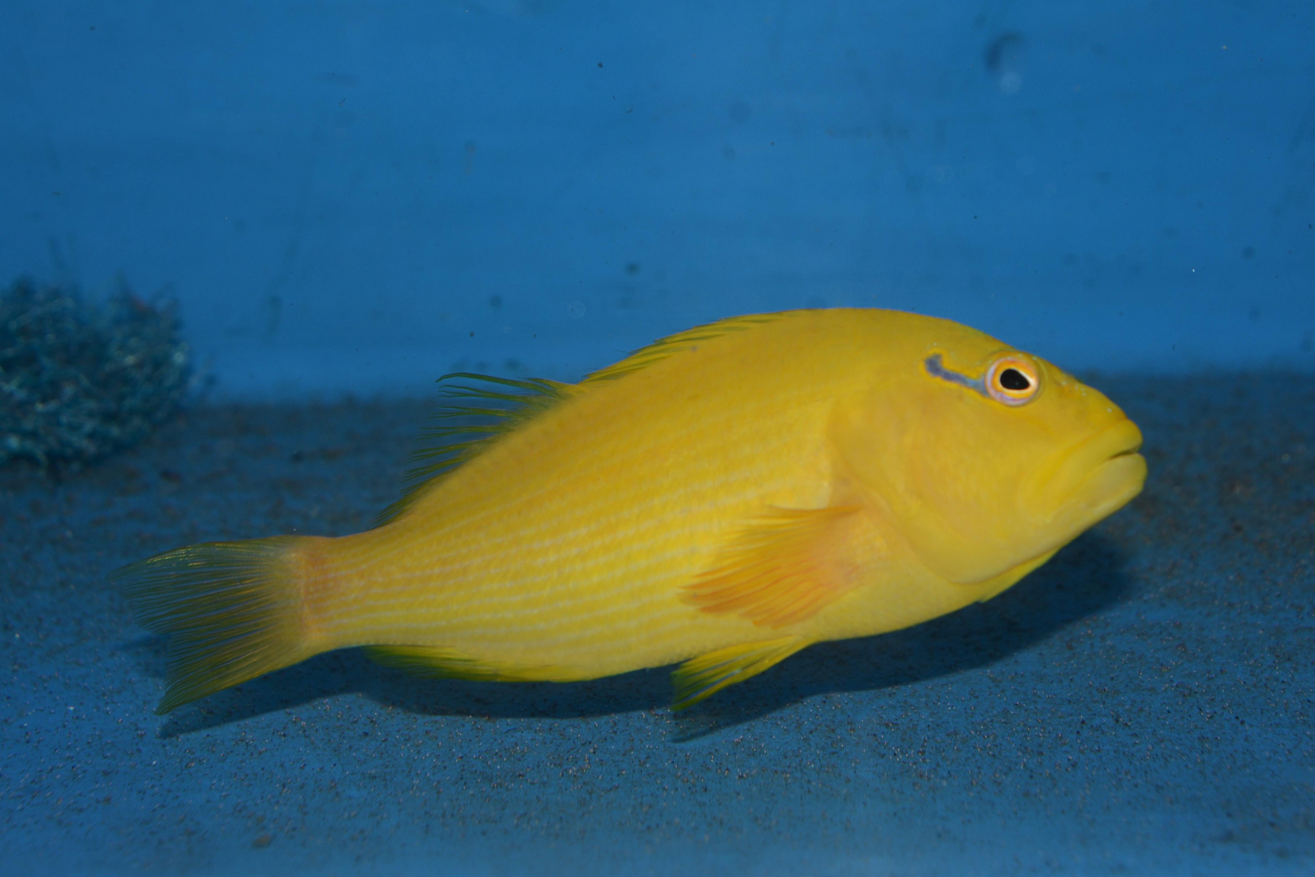 Golden Hawkfish – Coral's Coral