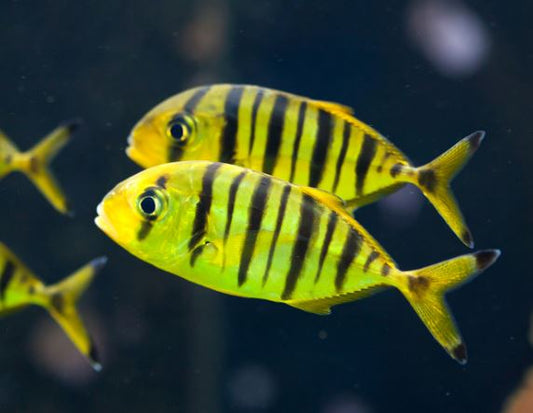 DHC Pilotfish