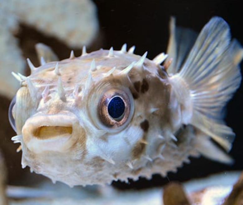 Live 6/25/26 Porcupine Puffer