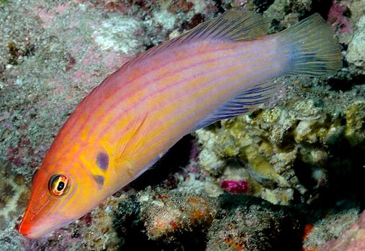 Eight Line Wrasse MAC Certified