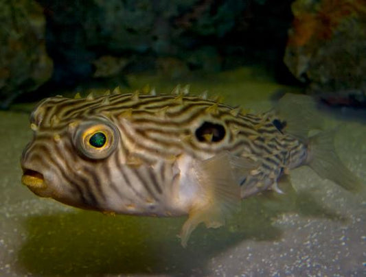 Live 10/8/26 Striped Porcupine Puffer