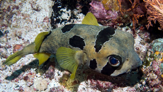 Black Blotched Porcupine Puffer