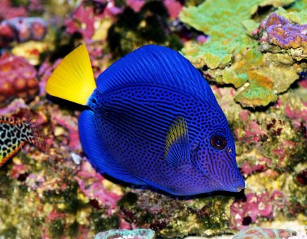 Purple Tang