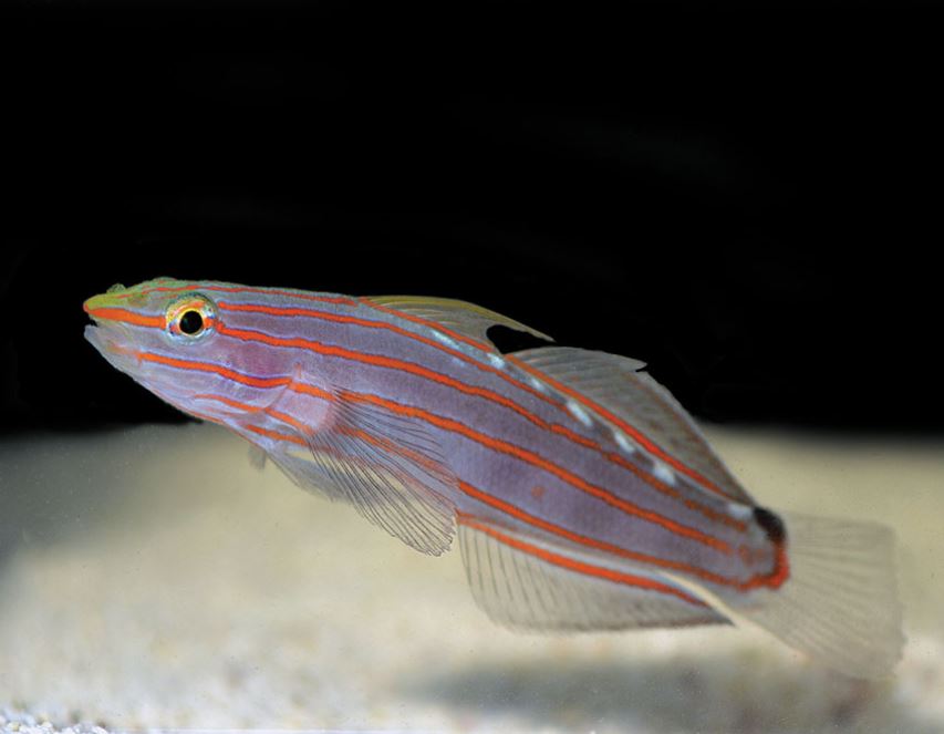 Live 5/28/26 Rainfordi (Court Jester) Goby