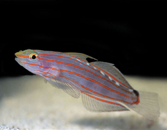 Live 6/18/26 Rainfordi (Court Jester) Goby