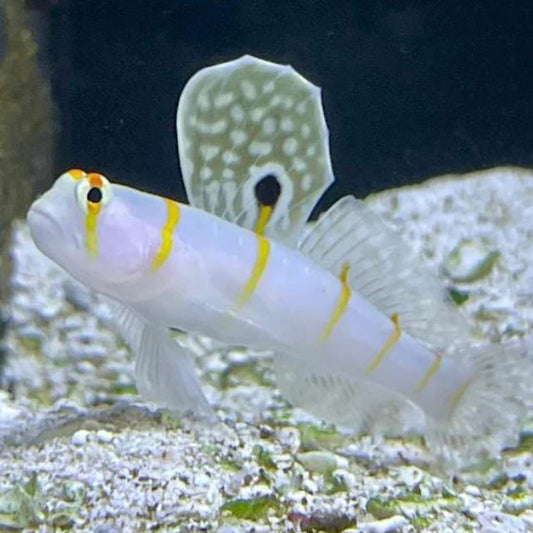 Randall's Goby