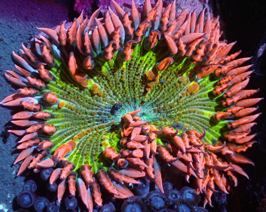 Ultra Rock Flower Anemone Auctions 10/2 ended