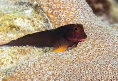 Live 6/18/26 Redlip Blenny