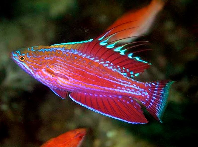 Royal Flasher Wrasse