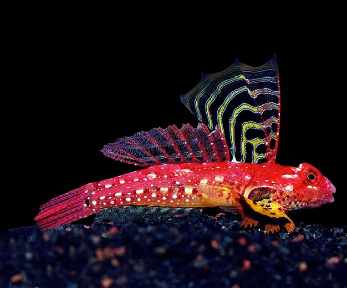 Live 6/25/26 Ruby Red Dragonet