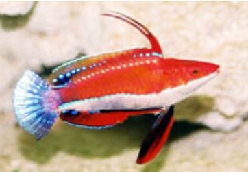 Ruby Longfin Fairy Wrasse