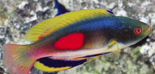 MAC Certified Scott's Greenback Fairy Wrasse