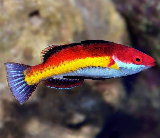 Naoko's Male Fairy Wrasse