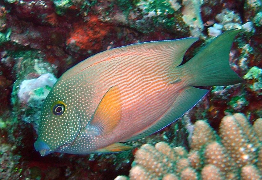 Bristletooth Short-Tail Tang