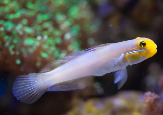MAC Certified Sleeper Golden Head Goby