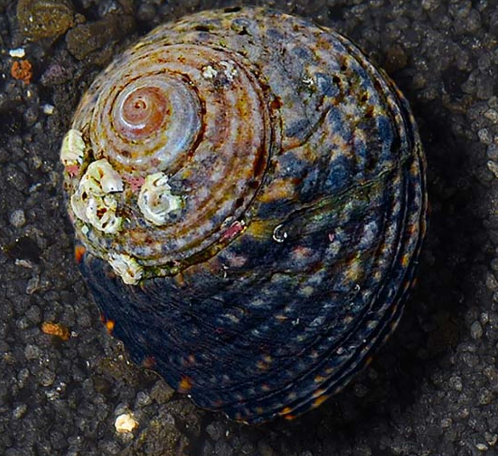 Live 6/18/26 Margarita Turbo Snail