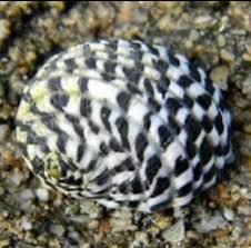 Nerite Snail