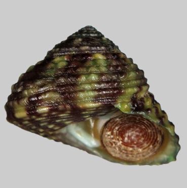 Green Spiral Margarite Snail