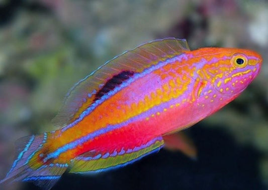 Splendid Pintail Male Fairy Wrasse