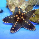 African Starfish