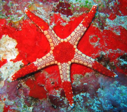 Superman Tile Starfish