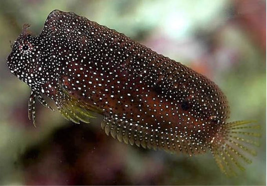 MAC Certified Starry Blenny