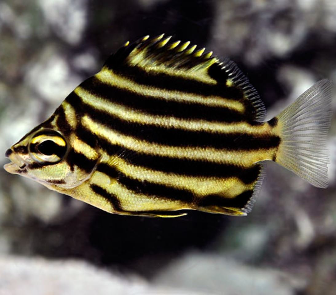 Common Stripey