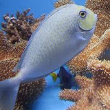 Spotted Unicorn Tang