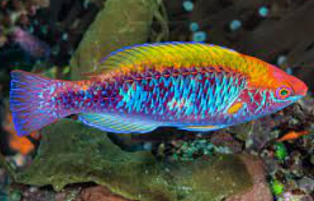 Tricolor Fairy Wrasse