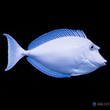 Live 6/25/26 Unicorn Tang