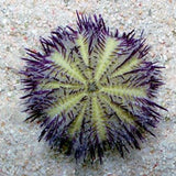 Pincushion Short Spine Urchin