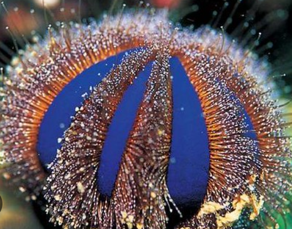 Royal Urchin