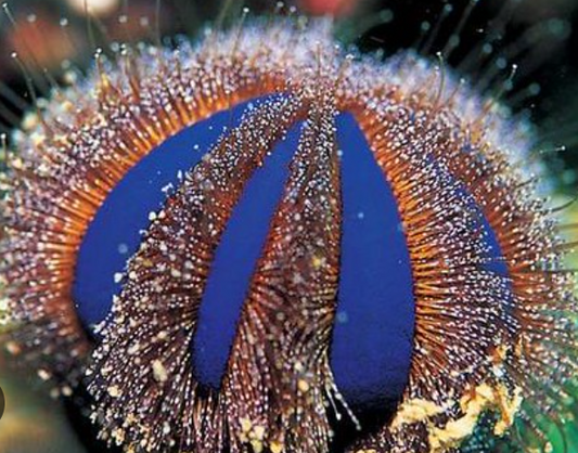 Royal Urchin