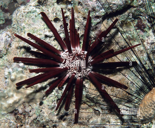 Pencil Urchin
