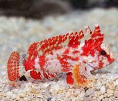 Pygmy Red Waspfish
