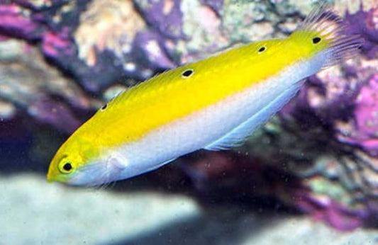 Yellow and White Coris Wrasse