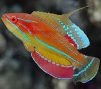 McCosker's Flasher Wrasse