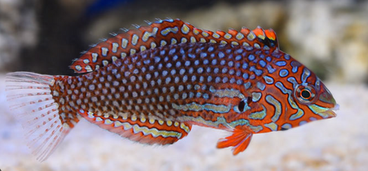 Moyeri Leopard Wrasse