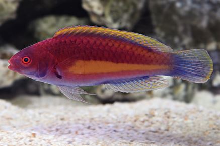 Yellow-Banded Velvet Wrasse