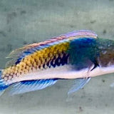 Male Yellow Flanked Fairy Wrasse