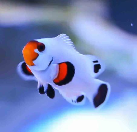 Wyoming White Clownfish