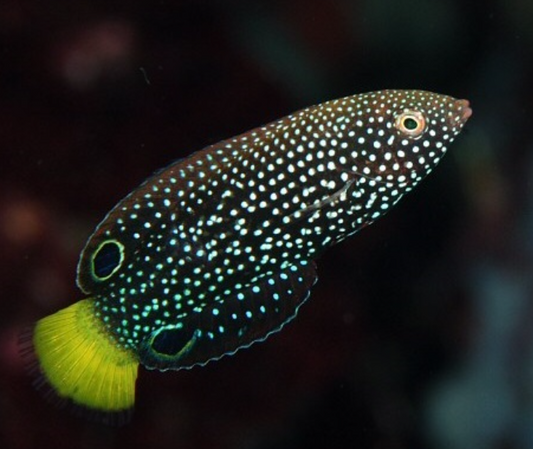 Yellowtail Wrasse