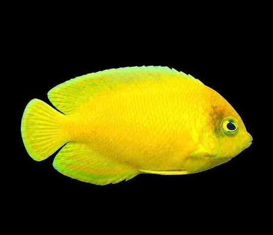 Yellow Angel